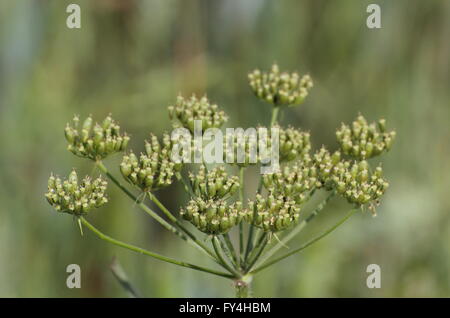 Semi di hogweed (Heracleum sphondylium). Foto Stock