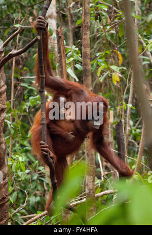 Orangutan femminile con bambino, Tanjung Puting, Kalimantan, Borneo, Indonesia Foto Stock