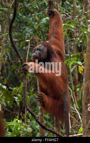 Orangutan, Tanjung Messa, Kalimantan, Borneo, Indonesia Foto Stock