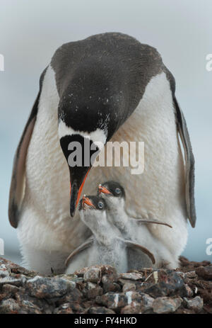Pinguino Gentoo con pulcini (Pygoscelis papua) Port Lockroy, Penisola Antartica, Antartide Foto Stock