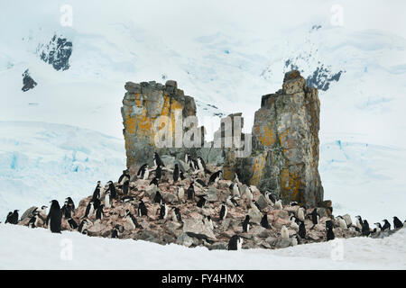 Pinguini Chinstrap (Pygoscelis Antartide) colonia nidificazione, Half Moon Island, Penisola Antartica, Antartide Foto Stock