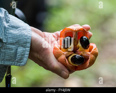 Un frutto maturo di Ackee (Blighia sapida) tenuto in una mano femminile. Giamaica, Caraibi. Foto Stock