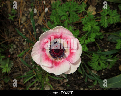 Carne-fly (Sarcophaga carnaria) su anemone "Armonia" visto da sopra Foto Stock