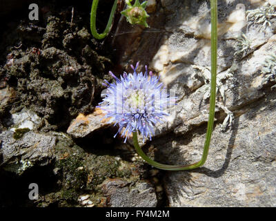 Soleggiato di pecora scabious bit (Jasione montana) su di una scogliera rocciosa faccia Foto Stock