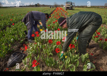 La raccolta dei tulipani di lavoratori polacchi nei Paesi Bassi. La maggior parte dei tulipani sono destinate all'esportazione Foto Stock