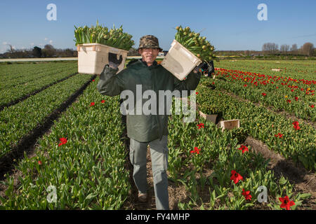 La raccolta dei tulipani di lavoratori polacchi nei Paesi Bassi. La maggior parte dei tulipani sono destinate all'esportazione Foto Stock