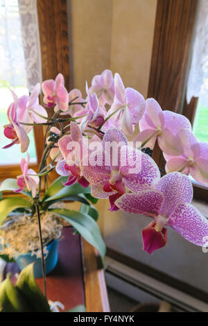 Fioritura di orchidee in residence interni Foto Stock