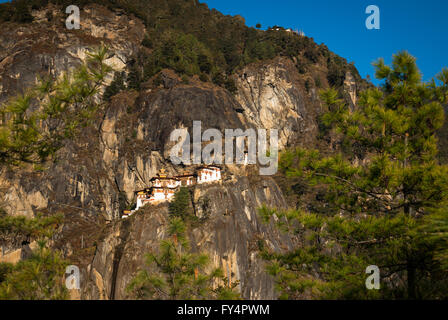 Vista attraverso gli alberi di pino a Tiger's Nest (Taktshang) Monastero, arroccato su una rupe vicino a paro, Bhutan Foto Stock