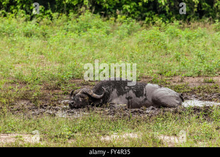 Bufali, aka africana di Buffalo, Syncerus caffer, laminazione in un fango sguazzare. Chobe National Park, Botswana, Sud Africa. Foto Stock