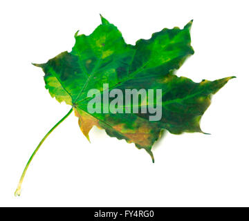 Verde Foglia di acero isolato su sfondo bianco Foto Stock