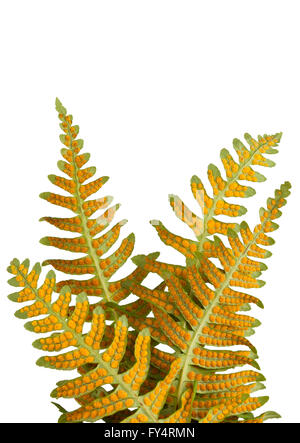 "Liquirizia fern' 'polypodium glycyrrhiza' quattro foglie di felce che mostra punti arancioni spore riproduttiva Foto Stock