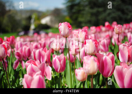 Il Tulipano è il fiore nazionale dei Paesi Bassi. Foto Stock