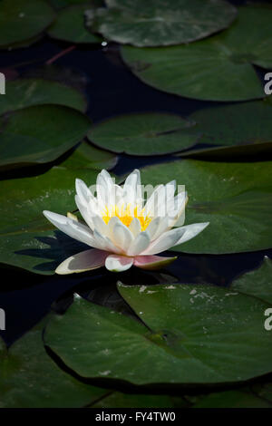 Primo piano di un bellissimo spirituale bianco fresca acqua giglio (ninfea) idrofilo fioriscono erbe e galleggiante Lily Pad. Foto Stock