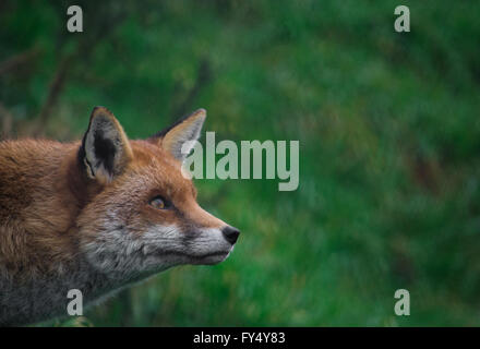 Red Fox maschio (Vulpes vulpes vulpes) ritratto Foto Stock