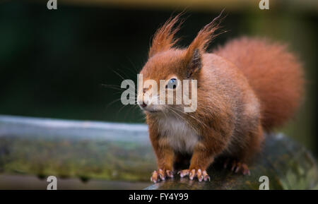 Red scoiattolo (Sciurus vulgaris) ritratto su un corrimano in legno Foto Stock