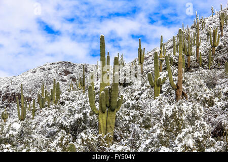 Saguaro cactus con neve nel deserto dell'Arizona Foto Stock