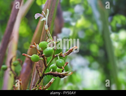 Verde immaturo e i semi di cardamomo e fiore in pianta in Kerala, India. Il cardamomo è il terzo più costoso spice in peso. Foto Stock