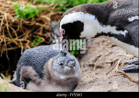 Madre africana di pinguino (Spheniscus demersus), prendersi cura del suo bambino Foto Stock