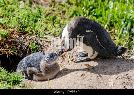 Baby pinguino africano (Spheniscus demersus), madre prendendo il suo di lui Foto Stock