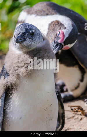 Giovane pinguino africano con adulto, conosciuto anche come pinguino dai piedi neri Foto Stock