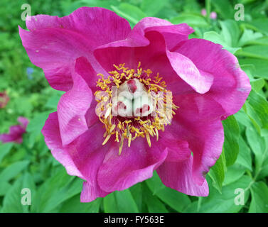 Rosa-viola fiore con il giallo, il verde e il rosso stami Foto Stock