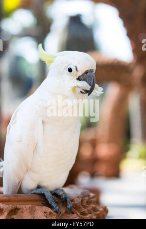 Bella bianco Cacatua, zolfo-crested Cockatoo, Sollevare una gamba Foto Stock