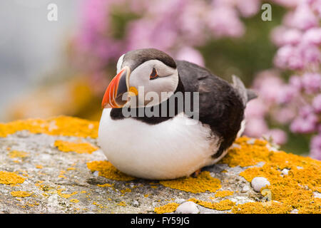 Atlantic puffin (Fratercula arctica), Fair Isle, Isole Shetland Scozia, Gran Bretagna Foto Stock