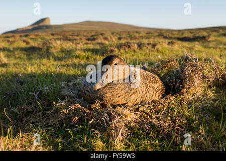 Eider Duck (Somateria mollissima), femmina sul nido, Fair Isle, Isole Shetland Scozia, Gran Bretagna Foto Stock