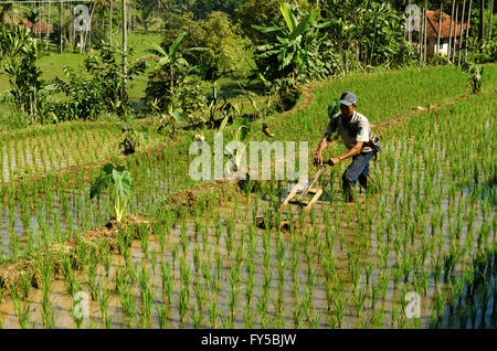 Agricoltore lavora nei campi Foto Stock
