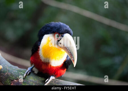 Piccolo toucan guarda a destra mentre si sta in piedi sul ramo di albero Foto Stock