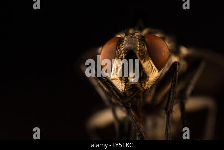 Faccia di mosca carnaria Sarcophaga su sfondo nero Foto Stock