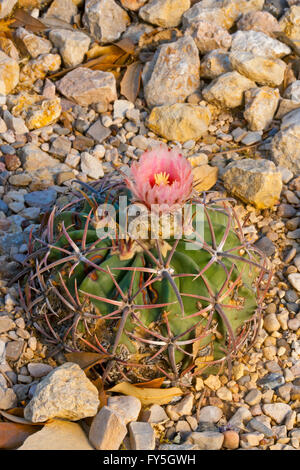 Horse Crippler Echinocactus texensis Sul Ross State University, Alpine, Texas, Stati Uniti 12 aprile pianta con fiore. Foto Stock