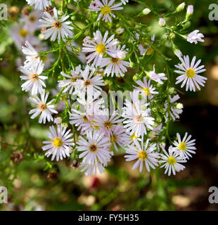 Aster amellus, Europeo Michaelmas-daisy una pianta erbacea perenne fornita del genere Aster, appartenente alla famiglia Asteraceae Foto Stock