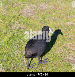 Un piccolo nero Eurasian folaga (fulica atra) è in piedi sul verde e fresco in erba grande palude Bunbury Western Australia . Foto Stock
