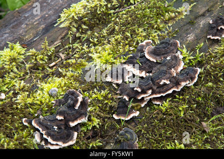 Funghi che crescono su un albero caduto tronco nei boschi intorno a Durham, Inghilterra. Possibilmente comune radice Rot (Heterobasidion annosum ) Foto Stock