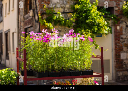 Blooming cosmos fiori su una strada della città sullo sfondo Foto Stock