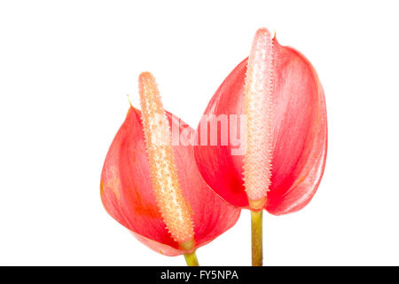 Studio shot di due red anthurium fiore e antera su bianco Foto Stock
