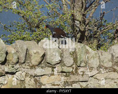 Newcastle Upon Tyne, 22 aprile 2016, Uk Meteo. Un Moorhen arroccato su di un muro di pietra a Whitley Bay Riserva Naturale su una mattina di sole in North Tyneside. Credito: James Walsh Alamy/Live News Foto Stock