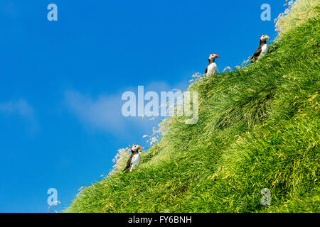 I puffini. Fratercula arctica Foto Stock