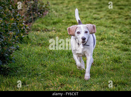 Maschio cane beagle indossando un collare e tag id che corre verso la telecamera in un giardino con la sua coda in aria. Foto Stock