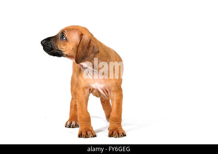 Rdigeback rhodesiano il cucciolo di 8 settimane di età Foto Stock