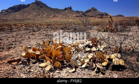 Bruciato cactus e il paesaggio del deserto dopo un incendio nel Parco nazionale di Big Bend Foto Stock