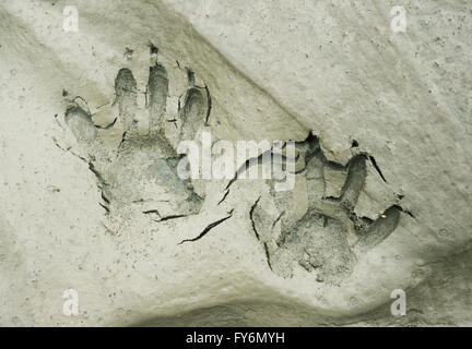 Raccoon tracce nel fango di esposti alveo del fiume Elwha restauro, Penisola Olimpica, Washington Foto Stock