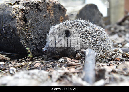 Giovani Riccio introdotto per il Wild Erinaceus europaeus registri di foglie di spine Foto Stock