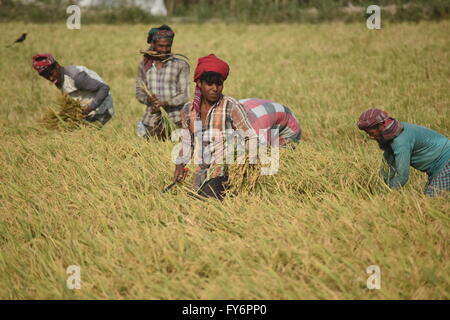 Gli agricoltori del Bangladesh di riso raccolto in un campo alla periferia di Dhaka on April 21, 2016 Foto Stock