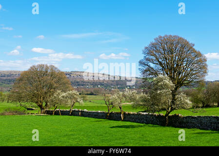 Damson alberi in fiore, Lyth Valley, Cumbria, England Regno Unito Foto Stock