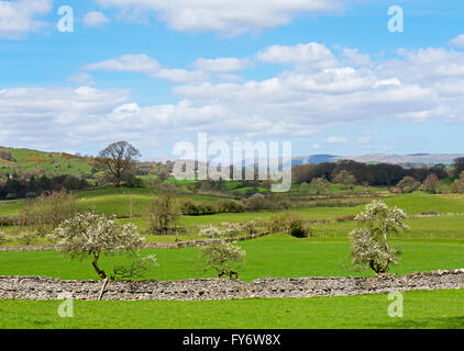 Damson alberi in fiore, Lyth Valley, Cumbria, England Regno Unito Foto Stock