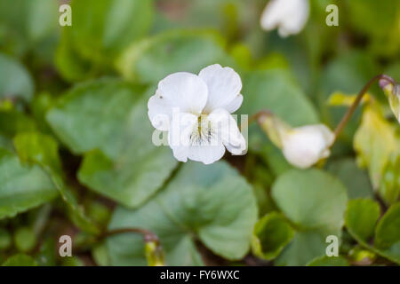 Bianco (Viola Viola alba) Foto Stock