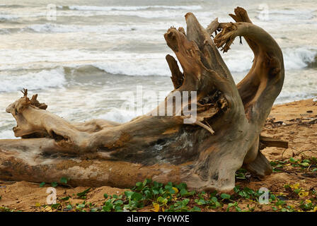 Sri Lanka, Viaggi, Luoghi e Volti in Sri Lanka Foto Stock