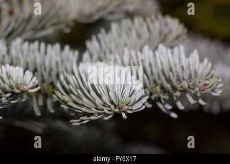 Il coreano fir (Abies koreana) Foto Stock